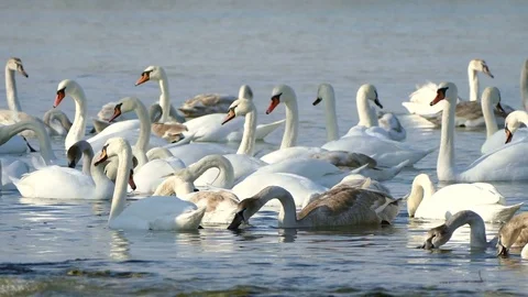 Flock of Swans. Stock Footage 71171535