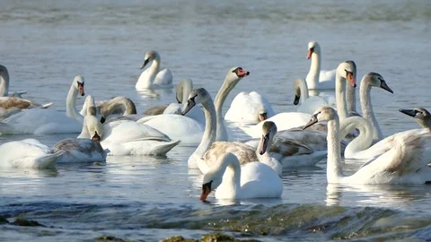 Flock of swans Stock-Footage 71287500
