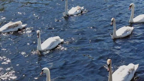 Flock of swans Stock Footage 75303122