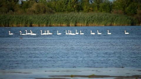 A flock of swans Stockbeeldmateriaal 80081948
