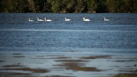 Flock of swans Stock Footage 80144204