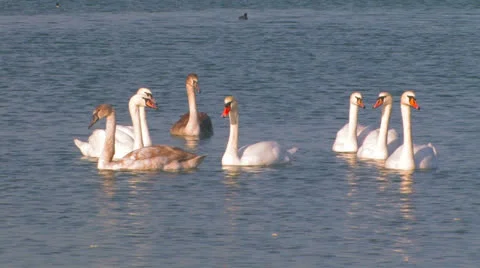 Flock of swans on the lake. Stock-Footage 27136440
