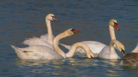 Flock of swans on the lake. Stock Footage 27142612