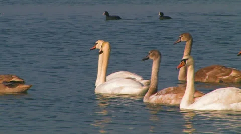 Flock of swans on the lake. Stock Footage 27208341