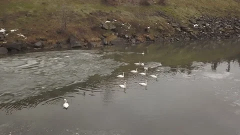 Flock of swans on lake Stock Footage 166073157