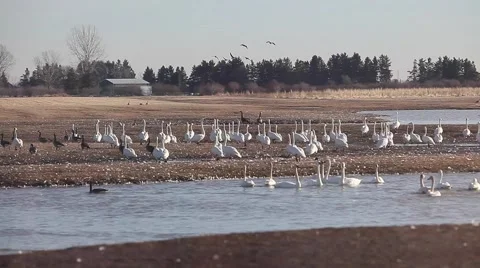 Flock of swans moving in the distance Stock Footage 49338694