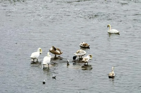 Flock of swans Foto stock