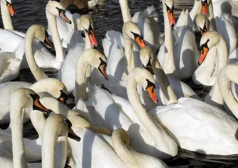 Flock of swans Stock Photos