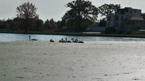Flock of swans on a polluted lake Stock Footage 168909865