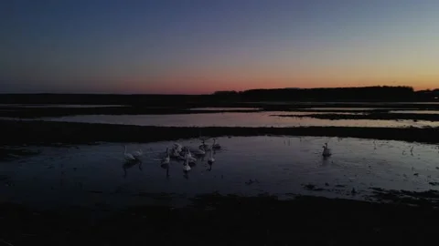 A flock of swans on a pond at sunset Stock Footage 205423680