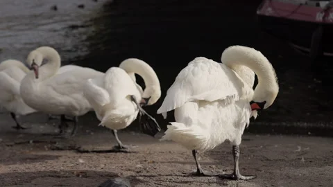 A flock of swans preen their feathers by the water Stock Footage 332487579