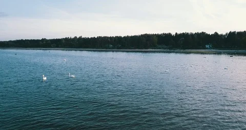 Flock of swans is resting on calm waters of Baltics Sea Stock Footage 90758527