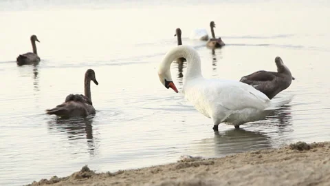 The flock of swans resting on the shore Stock Footage 243215701