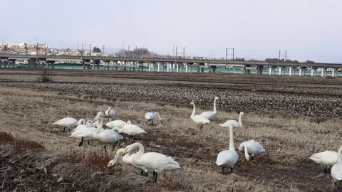 A flock of swans in a rice paddy Stock Footage 234282397