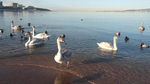 A flock of swans on the sea. Stock Footage 75525840