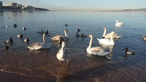 A flock of swans on the sea. Video stock 75525951