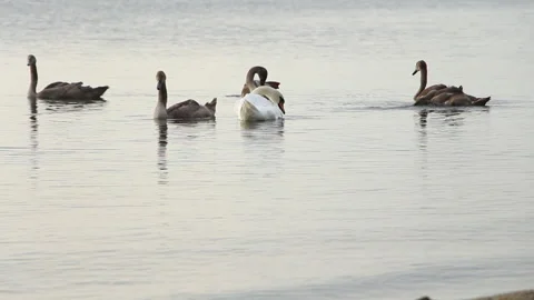 A flock of swans at sea Stock Footage 243990583