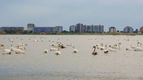 Flock of swans at sundown Stock Footage 96570968