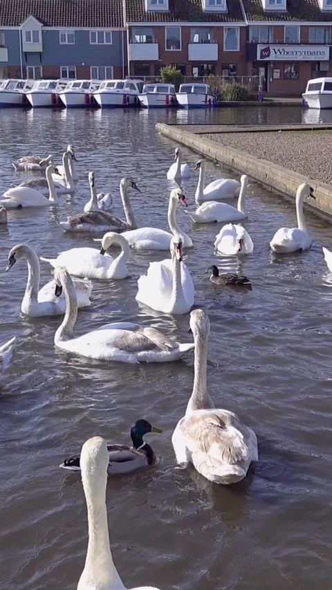 Flock of swans swimming on the river Stock-Footage 303758191