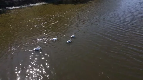 A flock of swans swims in the river Video stock 153175735