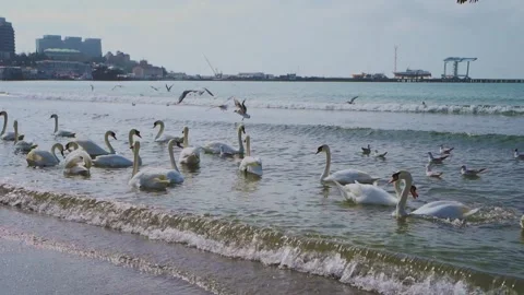 A flock of swans swims on the surface of the Black Sea, near Anapa.The buildings Stock Footage 154583895