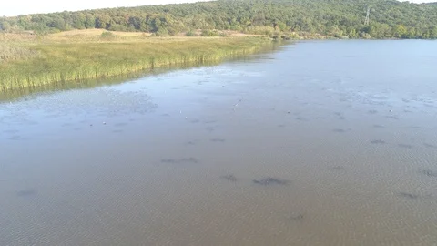 Flock of swans on the top of the water . View from above-4k Stock-Footage 100129775