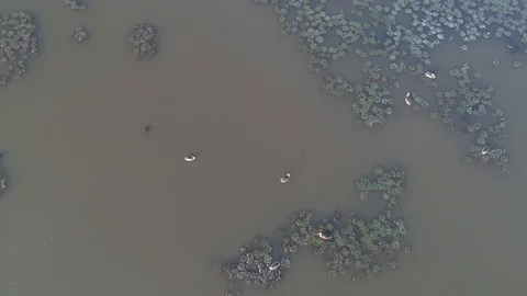 Flock of swans on the top of the water . View from above-4k Video stock 100129778