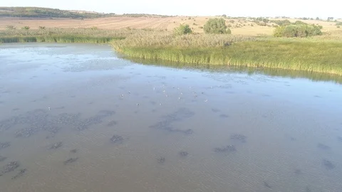 Flock of swans on the top of the water . View from above-4k Vidéo 100129786