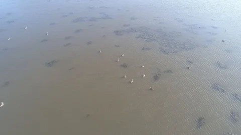 Flock of swans on the top of the water . View from above-4k Vídeo Stock 100129789