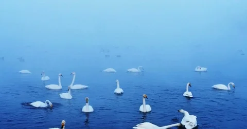 A flock of swans on a winter lake covered with fog Vídeos de archivo 74938524