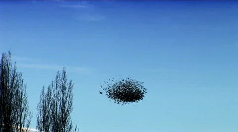 Flock of Swifts Video stock 814788