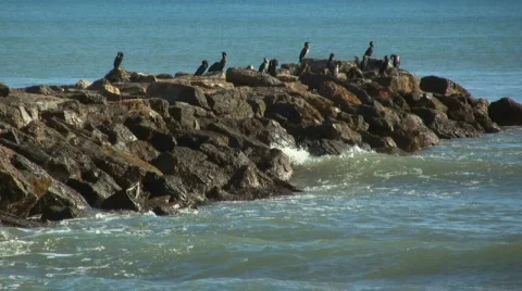 Flock taking a bath of sun Video stock 636854