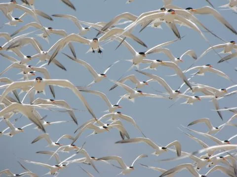 Flock Of Terns In Flight Stockfoto's
