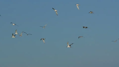 Flock of terns flying in the blue sky Stock Footage 339506712