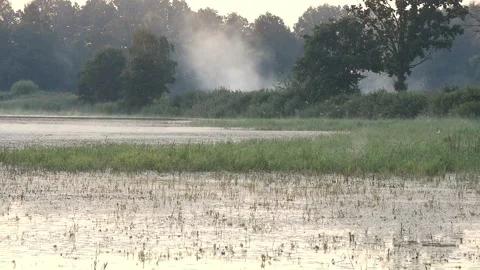 A flock of terns flying over a misty pond at sunrise Stock Footage 315059624