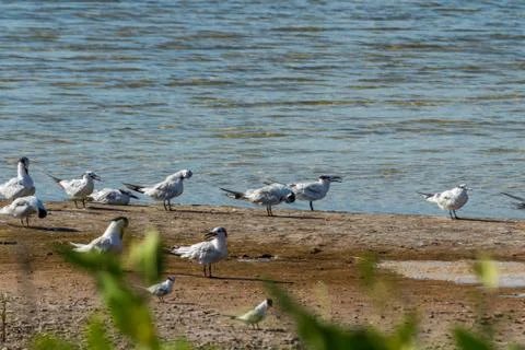 Flock of Terns Stock Photos