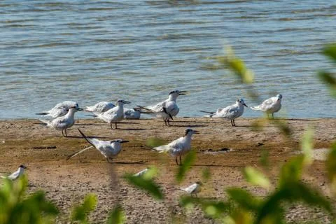 Flock of Terns Stock Photos