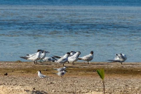 Flock of Terns Stock Photos