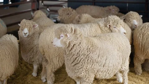 Flock of thick wool sheep gathers in barn at Anseong Farmland while one sheep Stock Footage 333811922