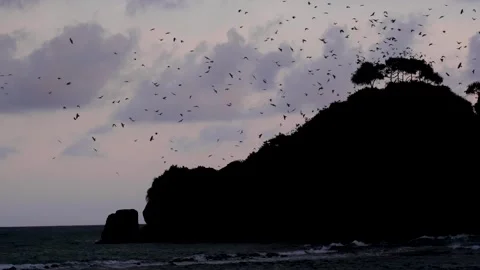 Flock of thousands of raven birds flying over Devil Rock silhouetted islands at Stock Footage 314422065