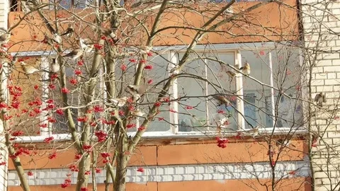 Flock of thrush eating rowan berries on tree. Stock Footage 71317710