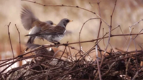A flock of thrushes fluttering and bustling on a winter grape bush, Stock Footage 308585448