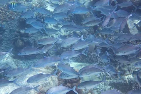 Flock of thunnus Stock Photos