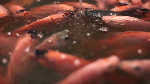 A flock of tilapia fish is under flowing water. Stock Footage 272846539