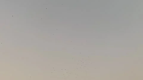 Flock of tiny eagle or vulture birds flying in cloudy sky and searching prey. 库存影片 345199479