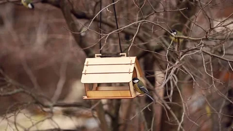 A flock of titmouse birds Stock Footage 167624601
