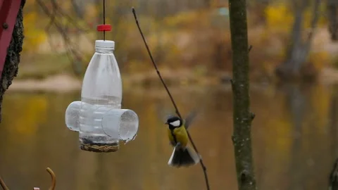 Flock of titmouse small birds flying at the feeder Stock Footage 233620346