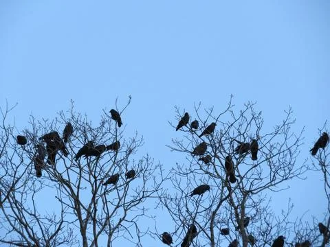Flock of tree birds resting emigration many Stock Photos