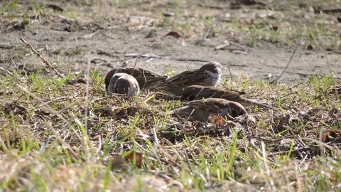 A flock of tree sparrows is looking for food in the grass Stock Footage 339639930