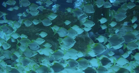 A flock of tropical fish floating in an aquarium. Stock Footage 125241454